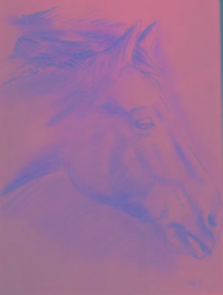 Krijt op papier; Paardenhoofd